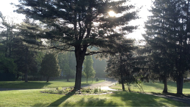 Sunlight filters through trees onto a peaceful woodland path.