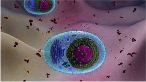 Cells in a fluid medium.