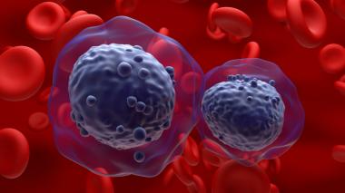 Two cells rendered in dark purple interact over a red field of red blood cells.